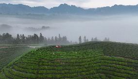 Tea Garden Scenery - China