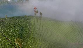 Tea Garden Scenery - China