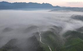 Tea Garden Scenery - China