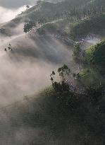 Tea Garden Scenery - China