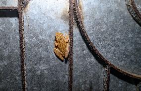 Brown Blotched Bengal Tree Frog (Polypedates Bengalensis) - Only Found In The Indian State Of West Bengal