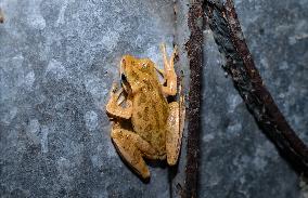 Brown Blotched Bengal Tree Frog (Polypedates Bengalensis) - Only Found In The Indian State Of West Bengal