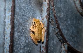 Brown Blotched Bengal Tree Frog (Polypedates Bengalensis) - Only Found In The Indian State Of West Bengal