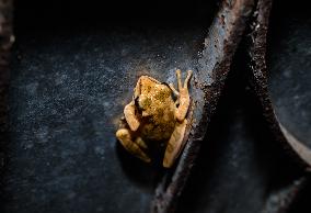 Brown Blotched Bengal Tree Frog (Polypedates Bengalensis) - Only Found In The Indian State Of West Bengal