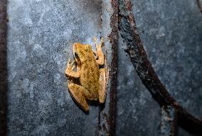 Brown Blotched Bengal Tree Frog (Polypedates Bengalensis) - Only Found In The Indian State Of West Bengal