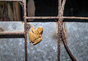 Brown Blotched Bengal Tree Frog (Polypedates Bengalensis) - Only Found In The Indian State Of West Bengal