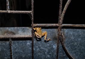 Brown Blotched Bengal Tree Frog (Polypedates Bengalensis) - Only Found In The Indian State Of West Bengal