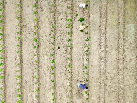 Agriculture Of Bangladesh