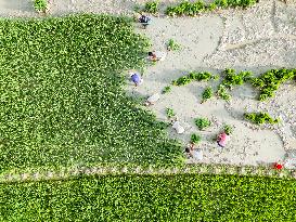 Agriculture Of Bangladesh