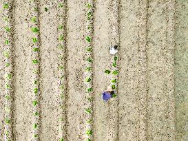 Agriculture Of Bangladesh