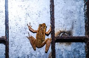 Brown Blotched Bengal Tree Frog (Polypedates Bengalensis) - Only Found In The Indian State Of West Bengal