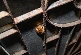 Brown Blotched Bengal Tree Frog (Polypedates Bengalensis) - Only Found In The Indian State Of West Bengal