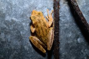 Brown Blotched Bengal Tree Frog (Polypedates Bengalensis) - Only Found In The Indian State Of West Bengal