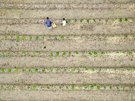 Agriculture Of Bangladesh