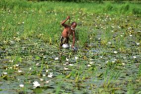 White Water Lily Flowers In Assam