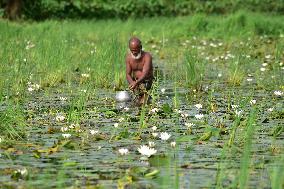 White Water Lily Flowers In Assam