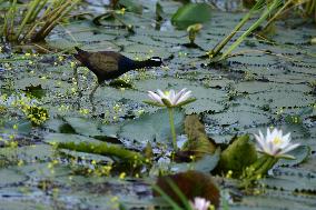 White Water Lily Flowers In Assam