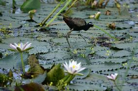 White Water Lily Flowers In Assam