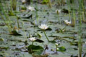 White Water Lily Flowers In Assam