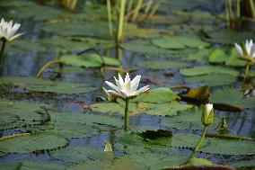 White Water Lily Flowers In Assam