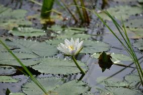 White Water Lily Flowers In Assam