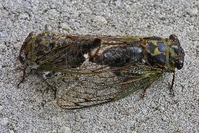 Dog-day Cicadas Mating