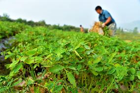 Peanuts Harvest in Zaozhuang