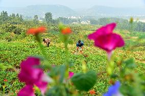 Peanuts Harvest in Zaozhuang