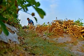 Peanuts Harvest in Zaozhuang