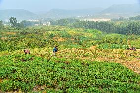 Peanuts Harvest in Zaozhuang