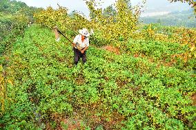 Peanuts Harvest in Zaozhuang