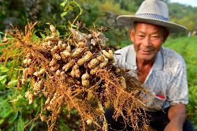 Peanuts Harvest in Zaozhuang