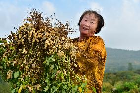 Peanuts Harvest in Zaozhuang