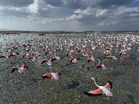 Flamingos At Salt Lake - Ankara