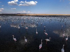 Flamingos At Salt Lake - Ankara