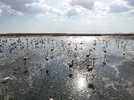 Flamingos At Salt Lake - Ankara