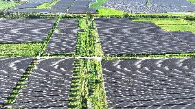 PV Energy Integrated With Traditional Agriculture