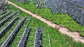 PV Energy Integrated With Traditional Agriculture