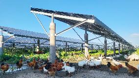 PV Energy Integrated With Traditional Agriculture