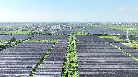 PV Energy Integrated With Traditional Agriculture