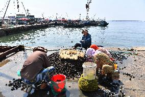 Oysters Supply