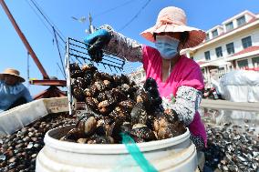 Oysters Supply