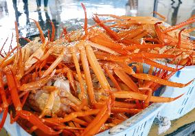 Red snow crab catch in central Japan