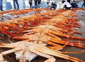 Red snow crab catch in central Japan