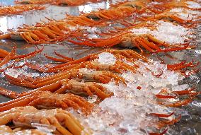 Red snow crab catch in central Japan