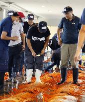 Red snow crab catch in central Japan