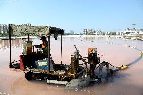 Raw Salt Harvest in Lianyungang