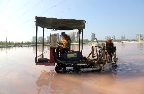 Raw Salt Harvest in Lianyungang