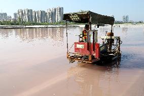 Raw Salt Harvest in Lianyungang