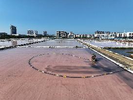 Raw Salt Harvest in Lianyungang